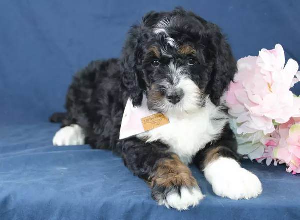 Bernedoodle - Standard - Haley