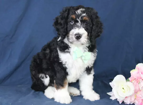 Bernedoodle - Standard - Billy