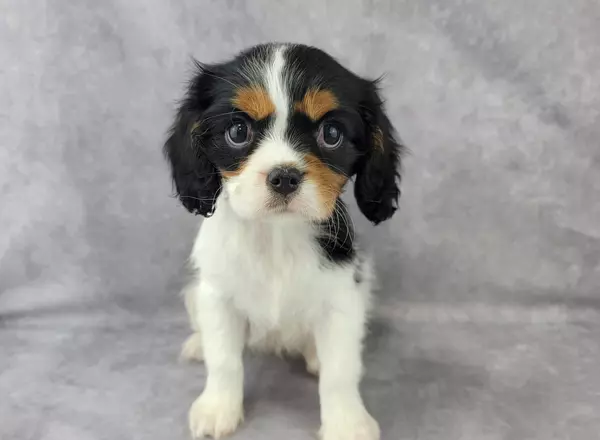 Cavalier King Charles Spaniel - Jewel