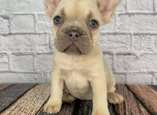 French Bulldog - Paige