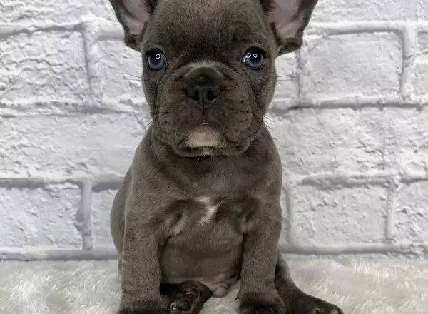 French Bulldog - Bruno