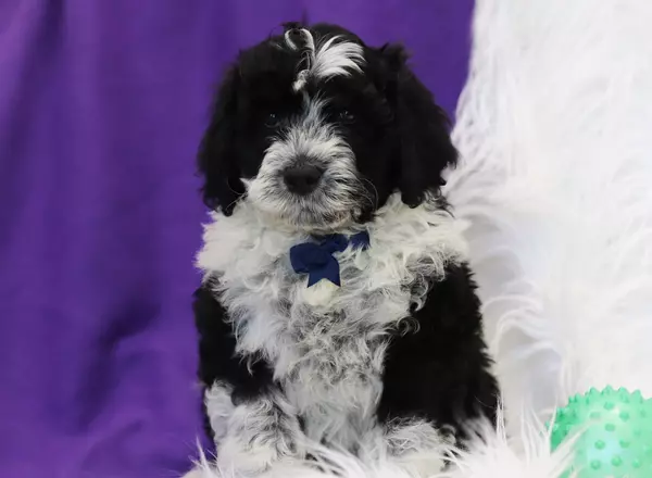 Portuguese Water Dog - Bentley