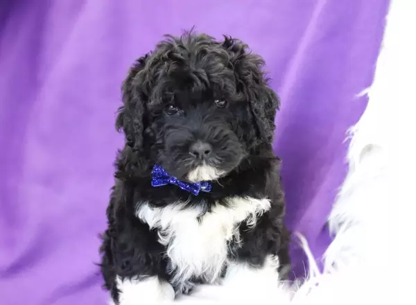 Portuguese Water Dog - Flynn