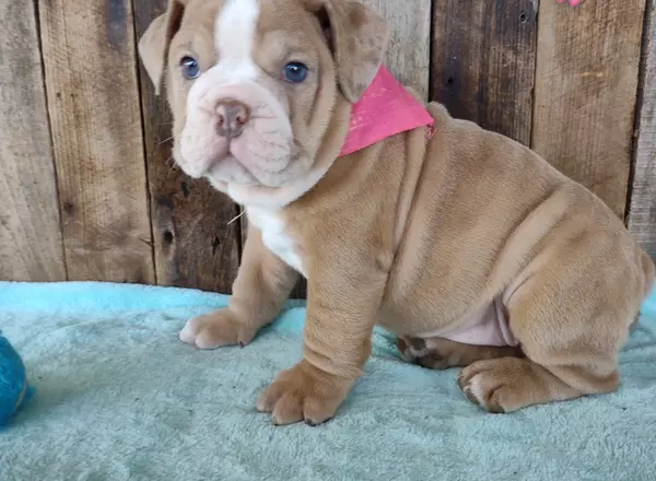 English Bulldog - Jasmine