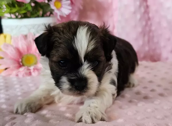 Shih Tzu - Bonnie