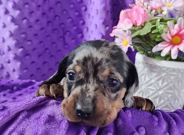 Dachshund - Murphy