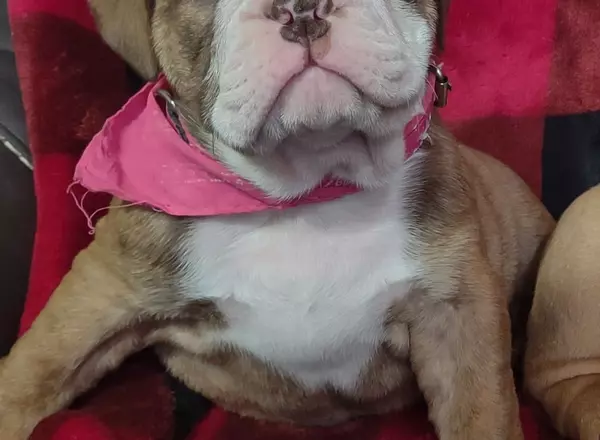 English Bulldog - Dalhia