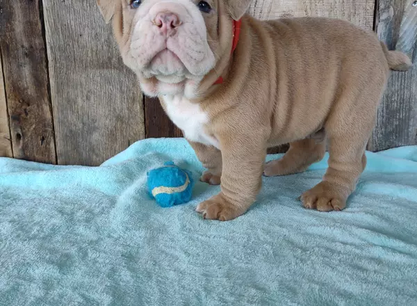 English Bulldog - Ace