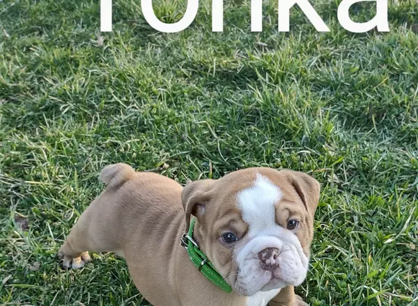 English Bulldog - Tonka