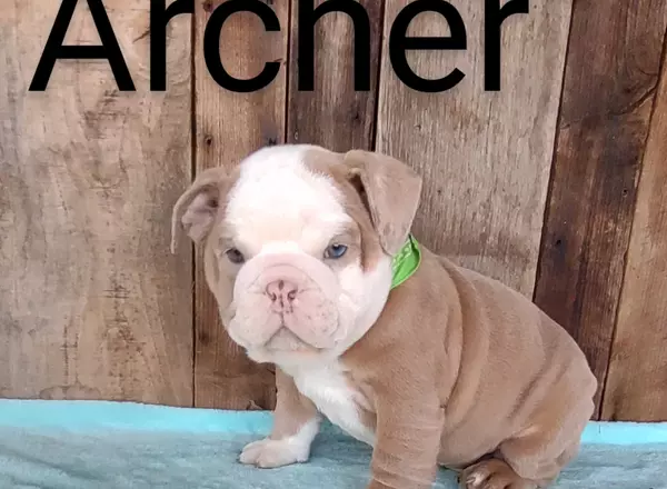 English Bulldog - Archer