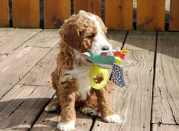 Miniature Poodle - Bear