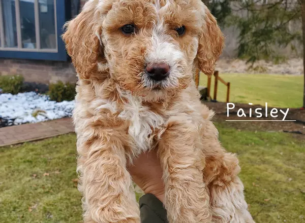 Miniature Poodle - Paisley