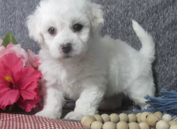 Bichon Frise - Champ