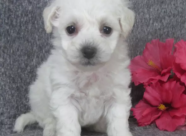 Bichon Frise - Flora