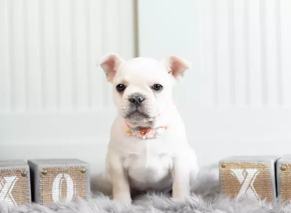 French Bulldog - AKC CH Hottie