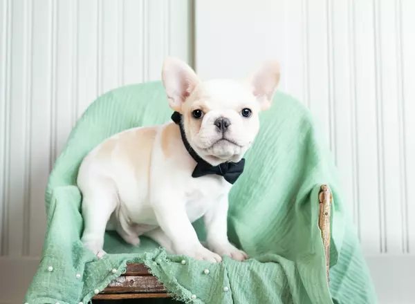 French Bulldog - AKC CH Hammie