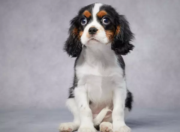 Cavalier King Charles Spaniel - Jake