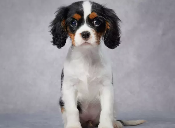 Cavalier King Charles Spaniel - Jade