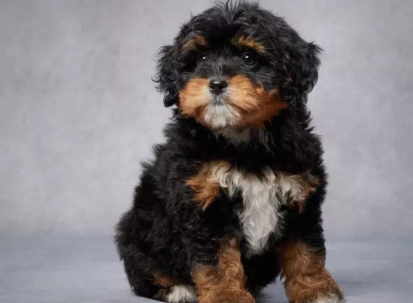 Mini Bernedoodle - Veronica
