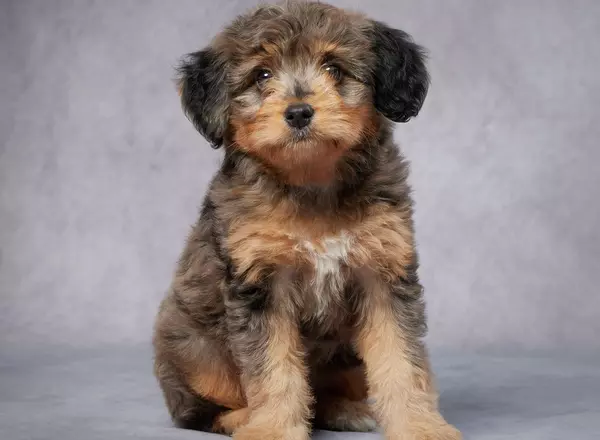 Mini Bernedoodle - Victor