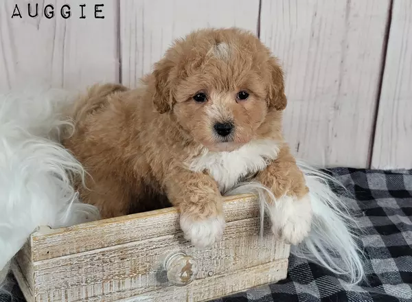 Maltipoo - AUGGIE