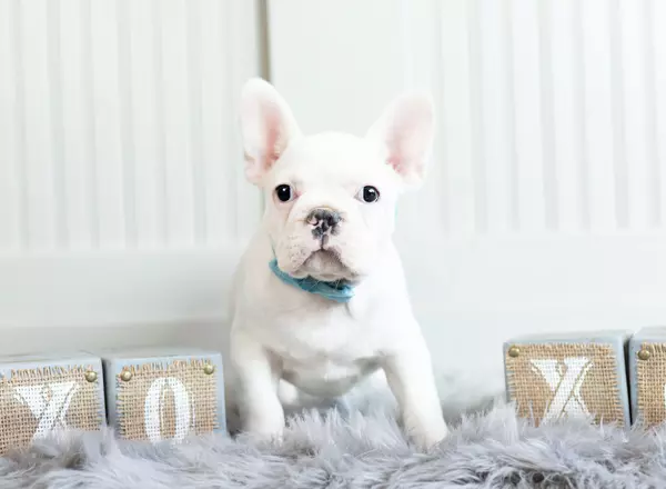 French Bulldog - AKC CH Halo