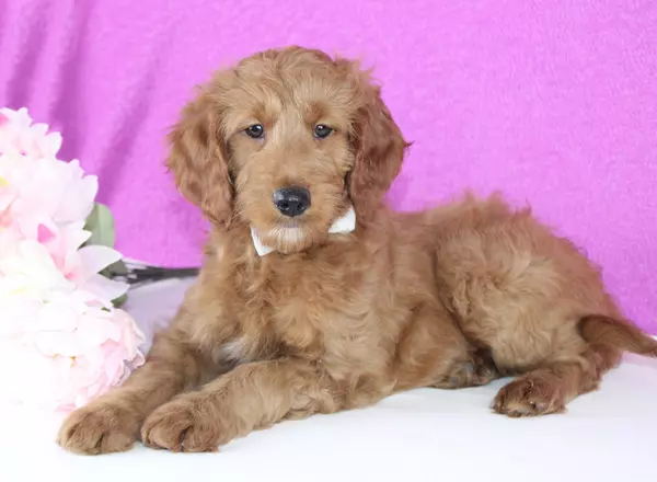 Mini Goldendoodle - Jolita