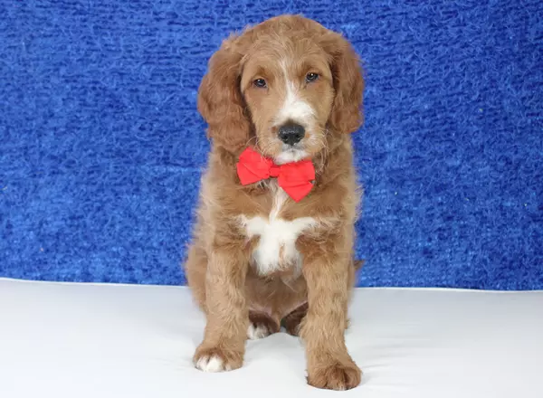 Mini Goldendoodle - Jayven