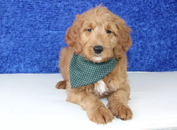 Mini Goldendoodle - Merrick