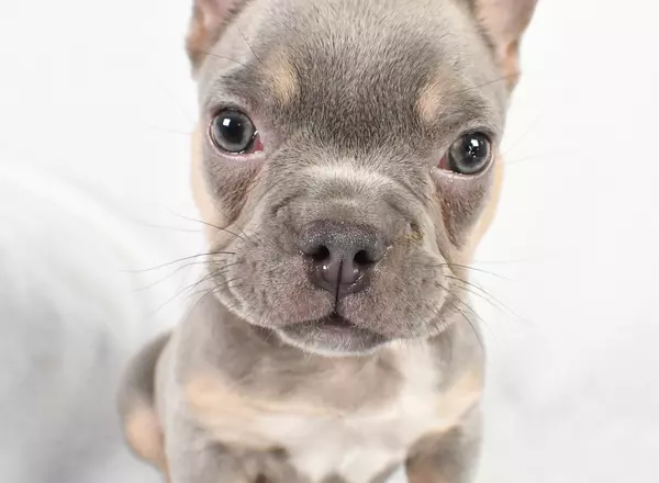 French Bulldog - kolton