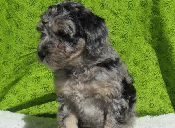 Mini Bernedoodle - Duke