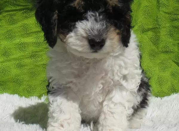 Mini Bernedoodle - Leo