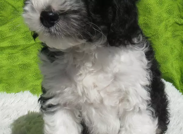 Mini Bernedoodle - Ernie