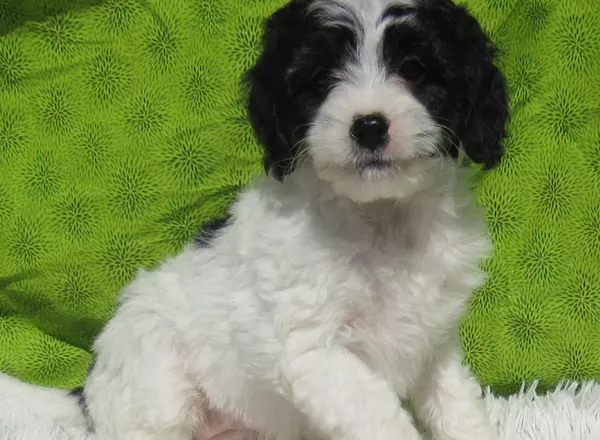 Mini Bernedoodle - Jasmine