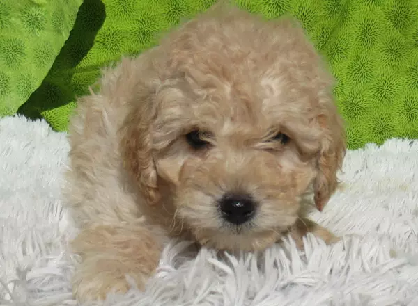 Mini Bernedoodle - Caramel