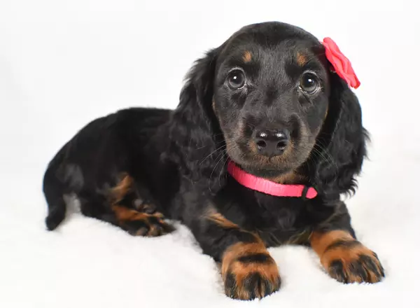 Miniature Dachshund - Ida