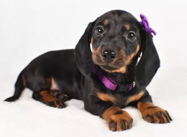 Miniature Dachshund - Ivy