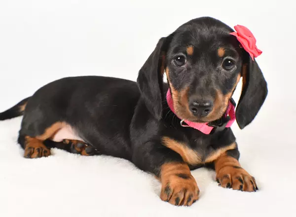 Miniature Dachshund - Isabella