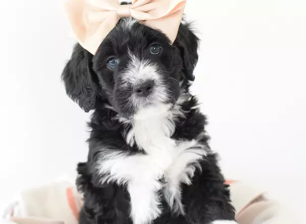 Bernedoodle - Standard - Panda