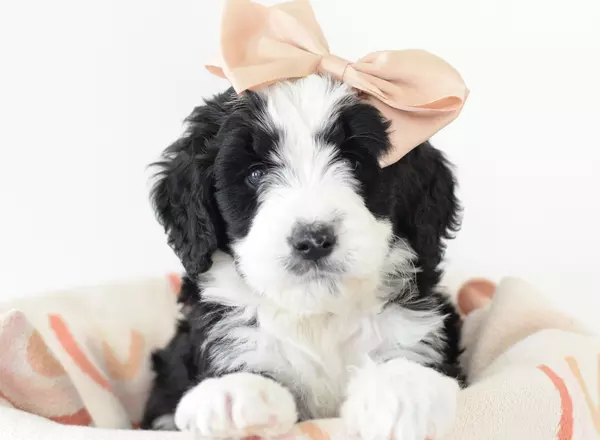 Bernedoodle - Standard - Denali