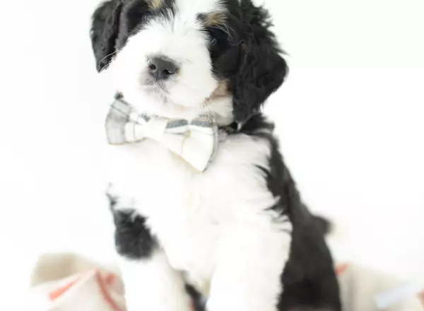 Bernedoodle - Standard - Palmer