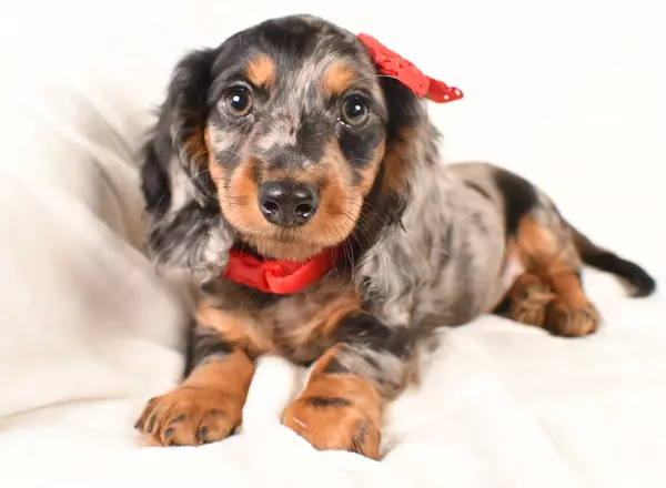 Miniature Dachshund - Luke