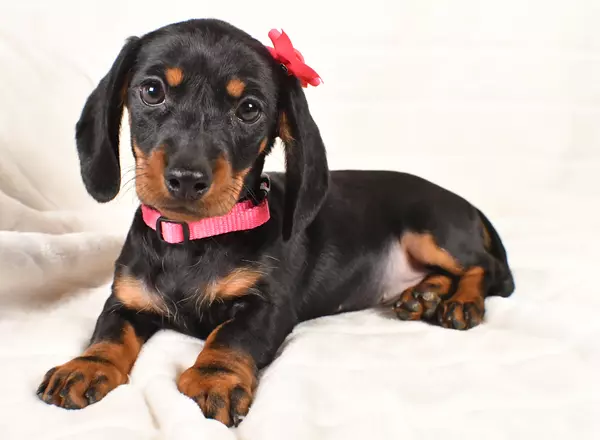 Miniature Dachshund - Lily