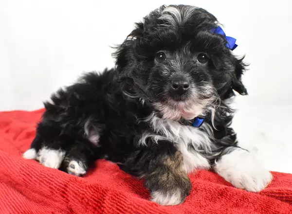 Mini Aussiedoodle - Joshua