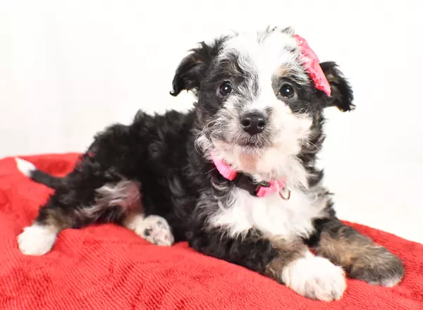 Mini Aussiedoodle - Jane