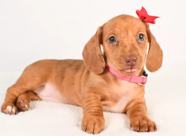 Miniature Dachshund - Penny