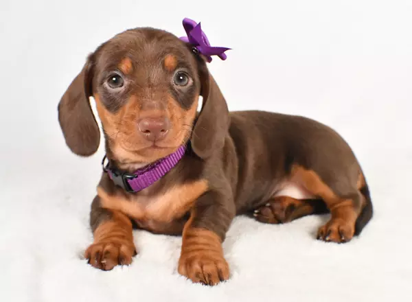 Miniature Dachshund - Peggy