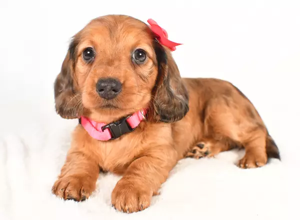 Miniature Dachshund - Phoebe