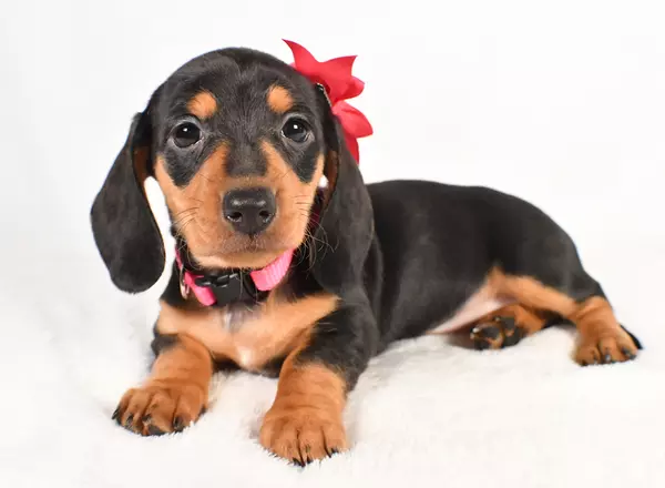 Miniature Dachshund - Paula