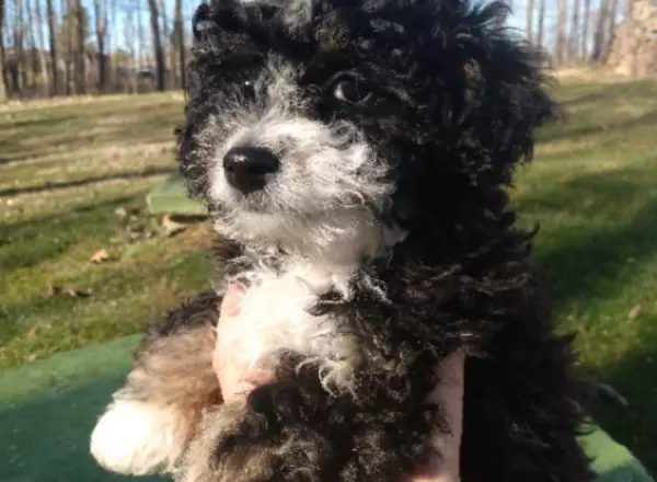 Mini Bernedoodle - Julie